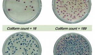 food poisoning Comapct_Dry_EC_Ecoli&Coliforms.jpg