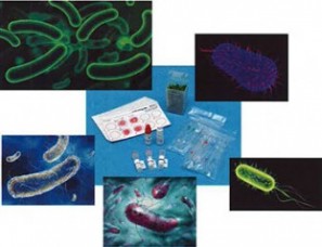 Microbail_Detection_STEC_Ecoli